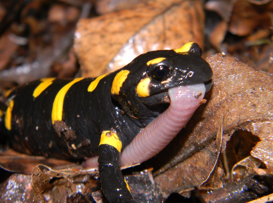 Lombrico (preda di salamandra) da ID